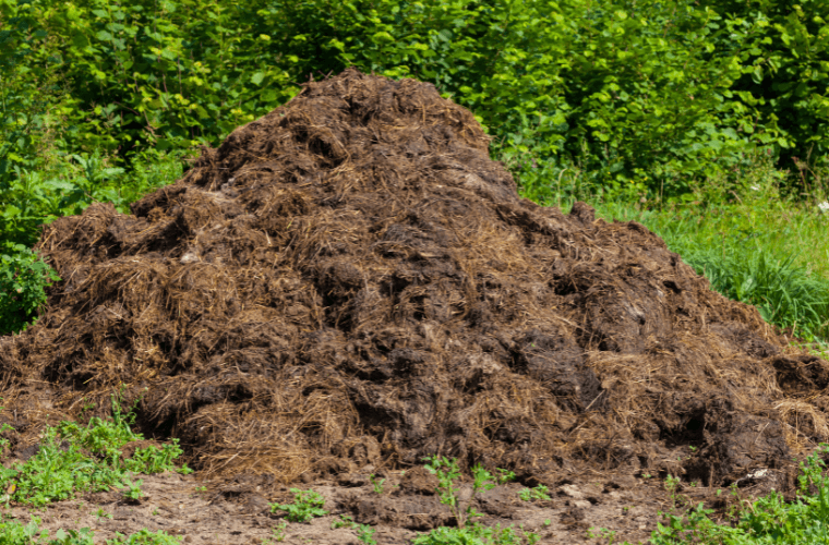 A large pile of manure