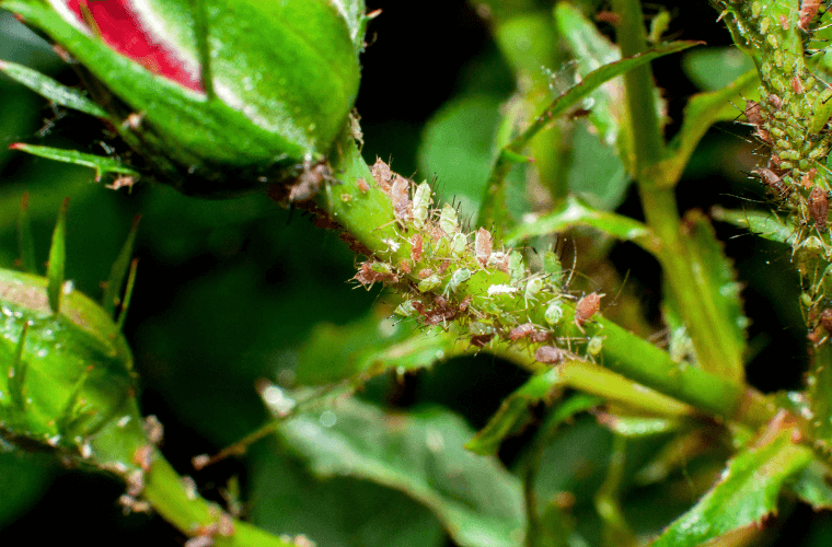 Aphids on the stem of a rose bush