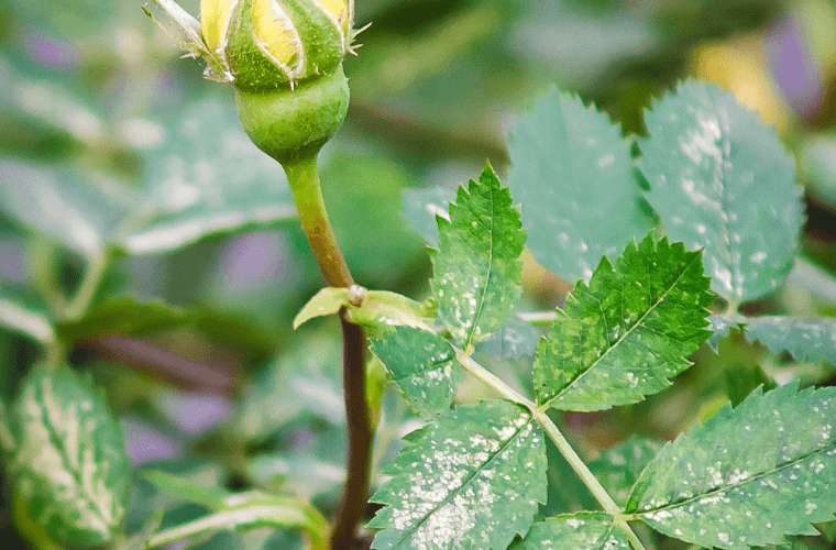 Powdery mildew on the leaves of a rose bush