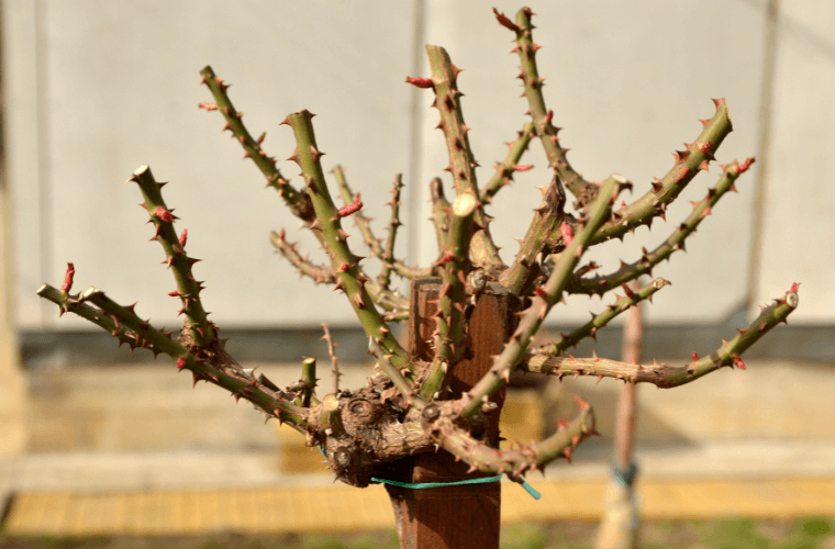 A rose bush after pruning