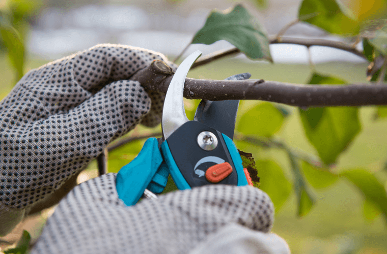 A pair of hand wearing gloves pruning a rose bush