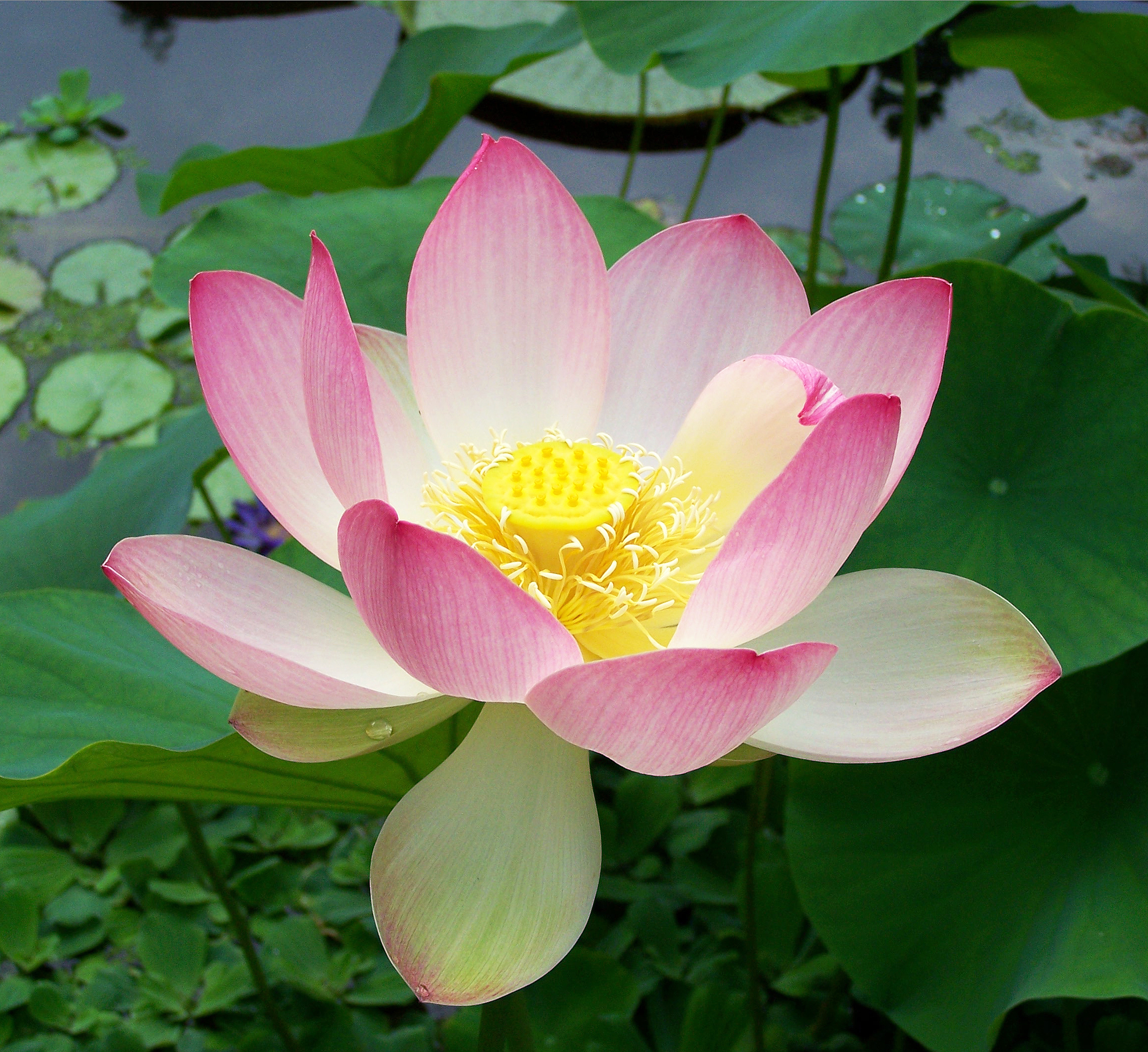 Sacred lotus nelumbo nucifera. Jpg