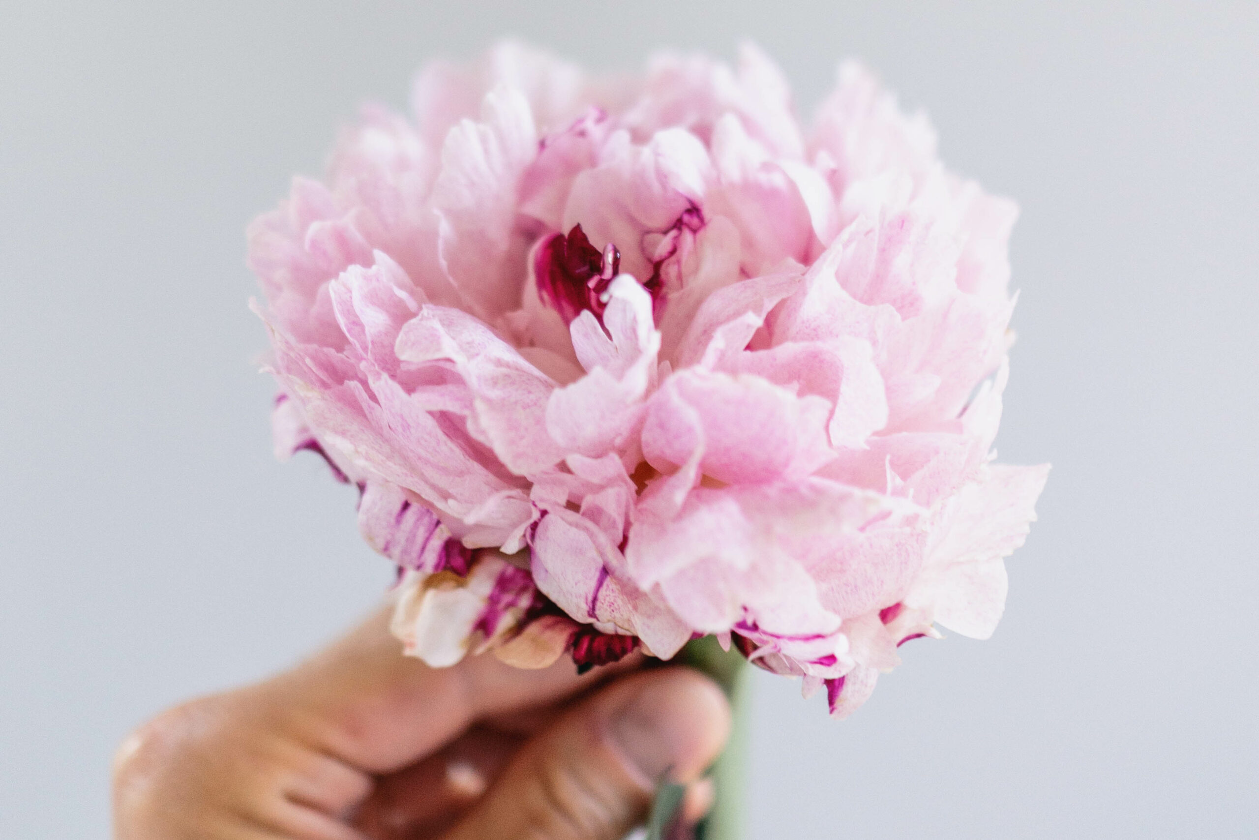 Sarah bernhardt peony