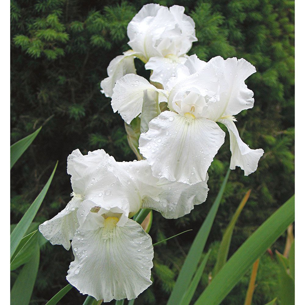 White iris flower