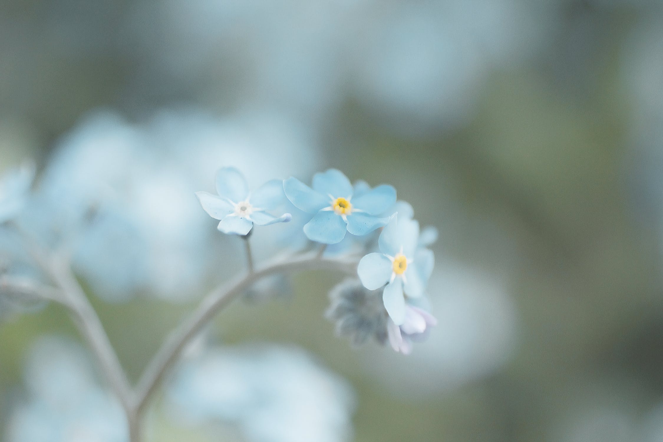 Spring wedding flowers - forget me nots
