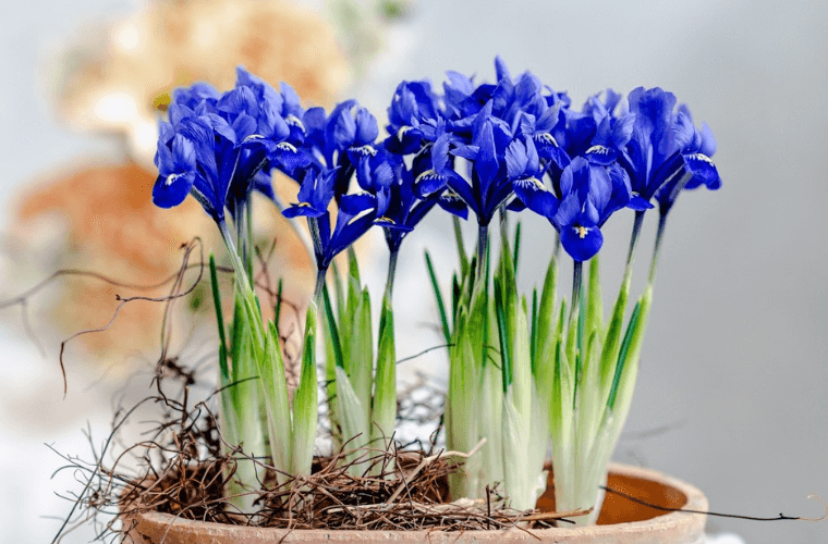 Blue iris with white and green leaves and stems