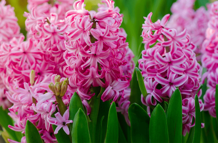 Royal family favourite flowers