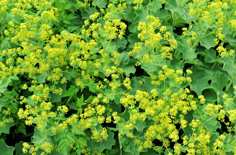 Duchess of cornwall favourite flower