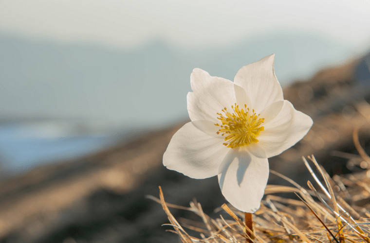 Princess annes favourite flower