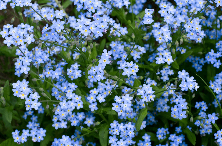 Princess dianas favourite flowers