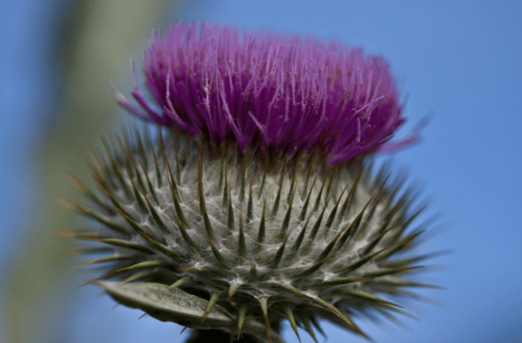 Royal families favourite flowers revealed
