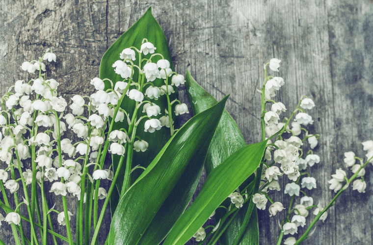 Lily of the valley