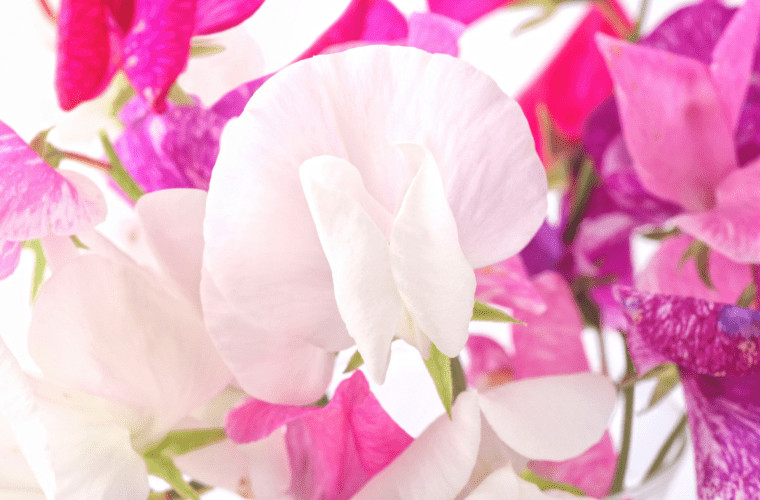 Sweet pea royal family favourite