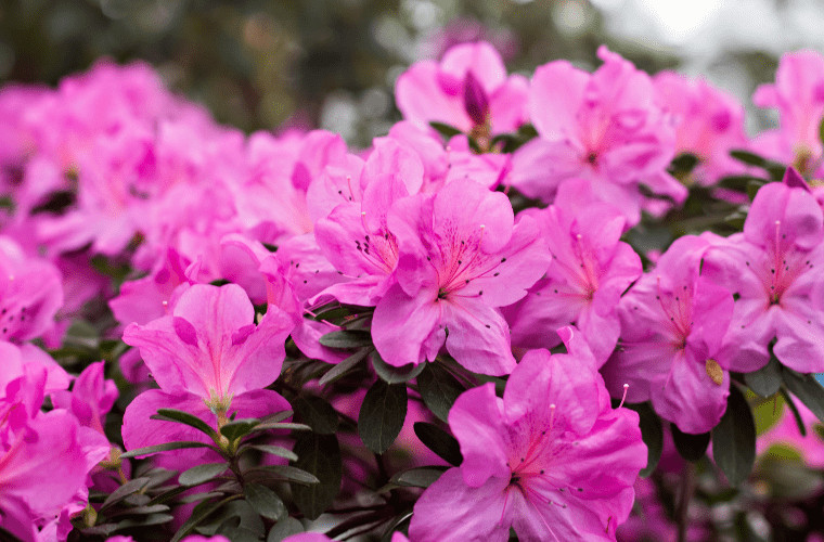 Royal family's favourite flowers