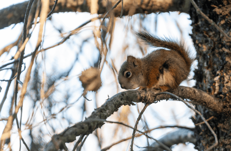 A red squirrel on the branch of a tree
