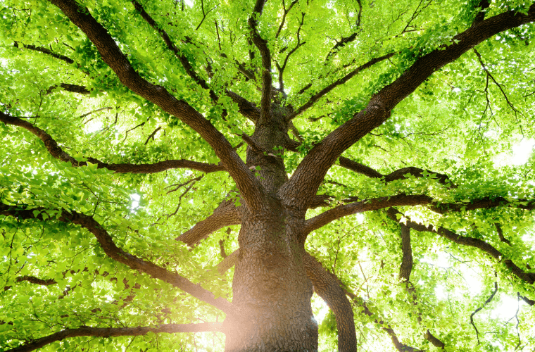 The trunk, branches, and leaves of a tree with sunlight in the background