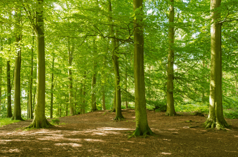 Trees in sherwood forest