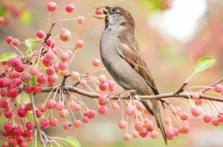 A bird in a tree eating berries