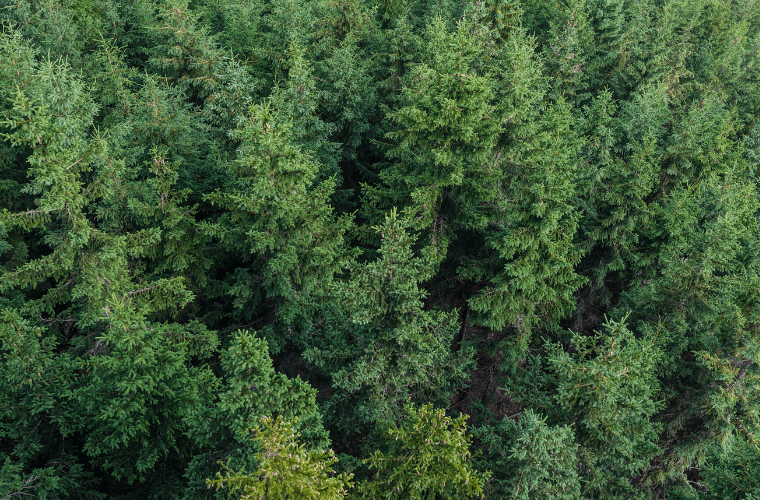 Aerial view of a conifer forest