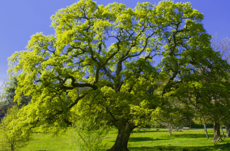 An oak tree in a field
