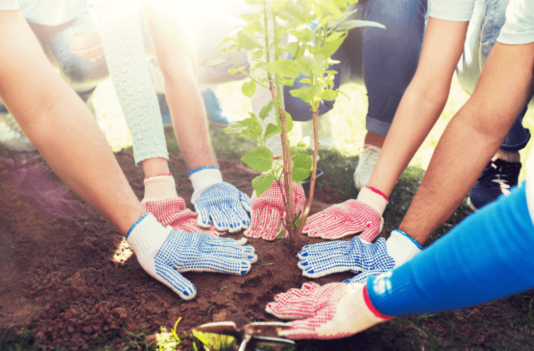 Seven hands around a recently planted sapling