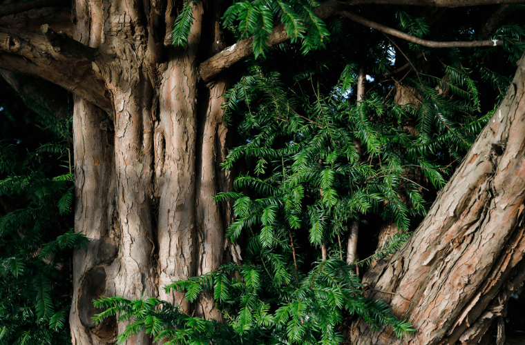 A yew tree trunk with branches and leaves