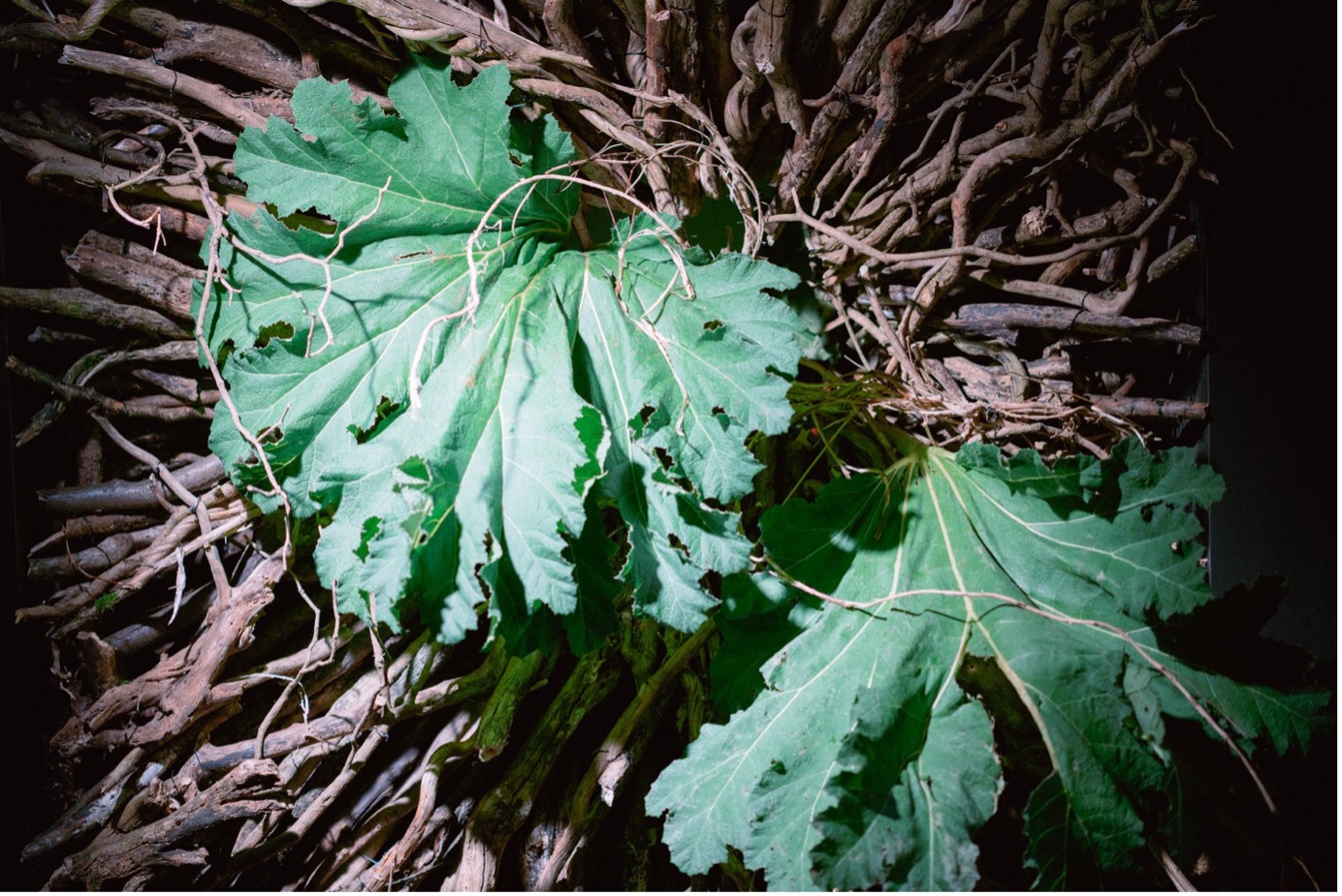 Two piece table master florist exhibition flowers large arrangement with gunnera manicata