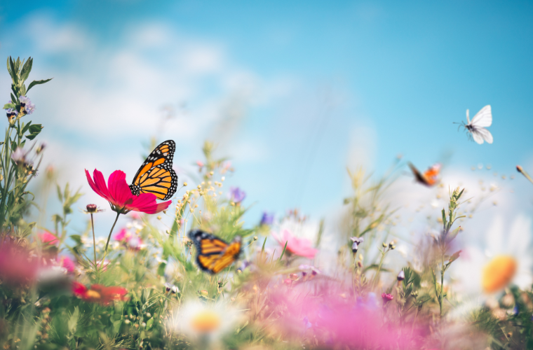 Orange and white butterflies in a wildflower meadow