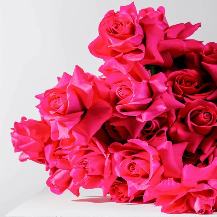 A bouquet of ruby red roses