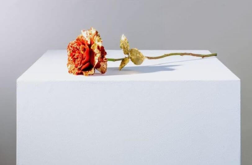A single red rose lying on a white surface