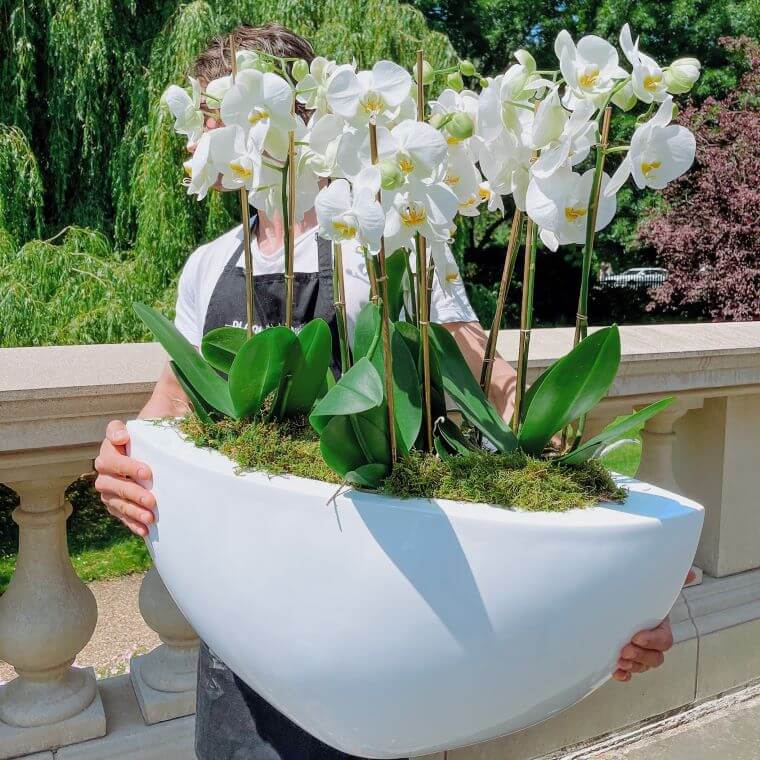 Michal from blooming haus transporting a large white orchid display