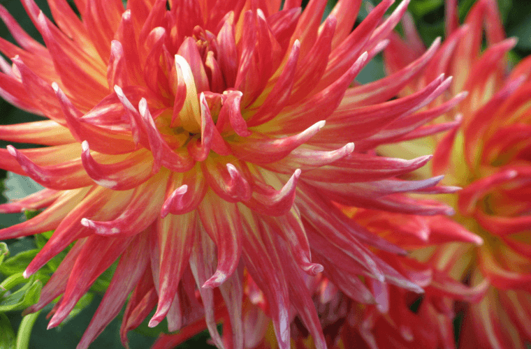 A pink and yellow dinner plate dahlia