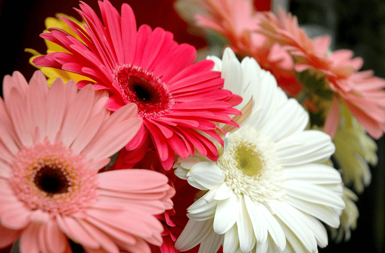 Gerbera daisies in pink, yellow and white