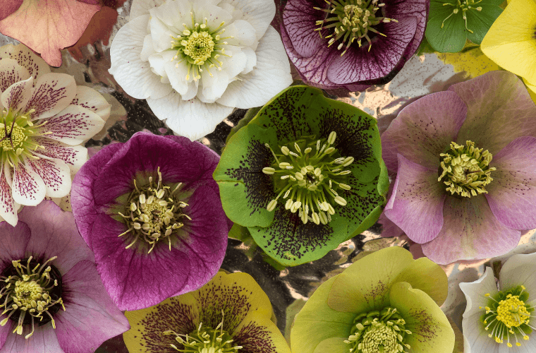 Multi-coloured hellebores