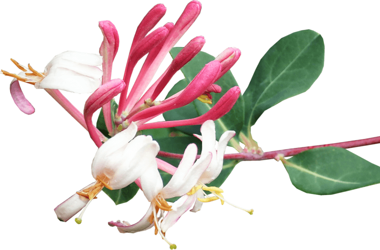 A honeysuckle flower