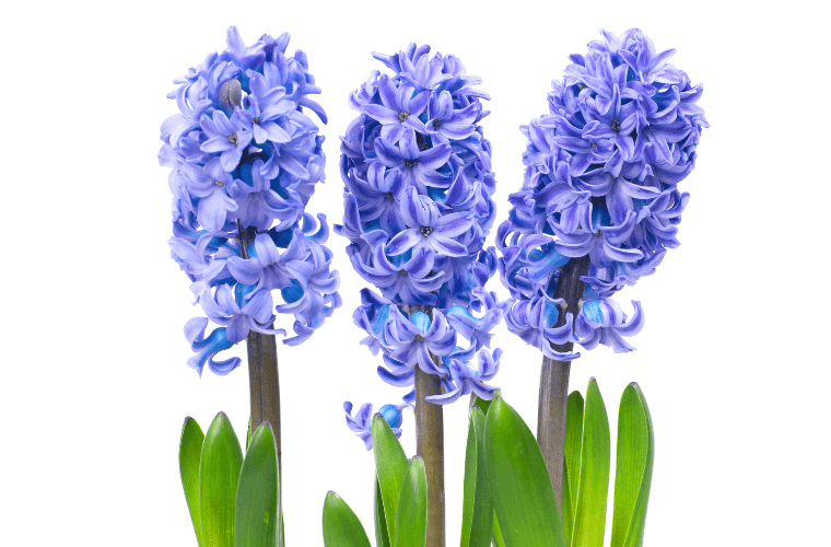 Blue hyacinth flowers