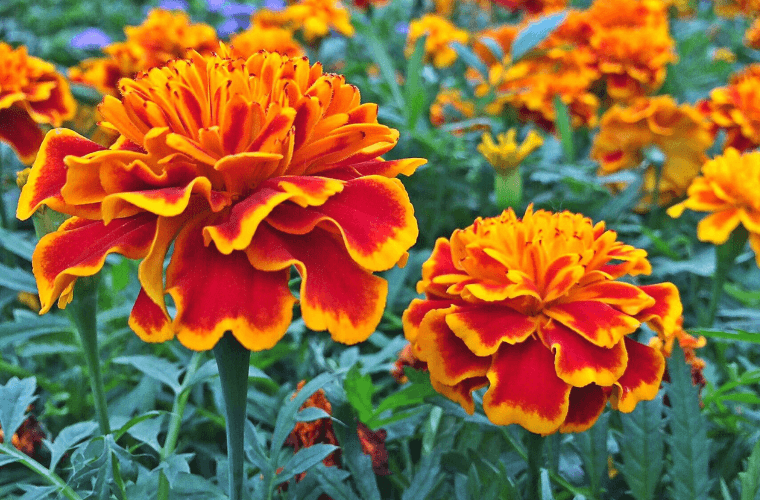 Rust and gold marigold flowers