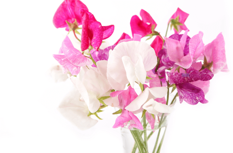 Pink and white sweet peas