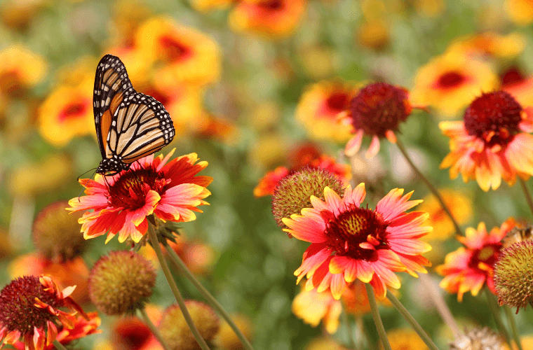 A monarch butterfly in a field of red and gold flowers