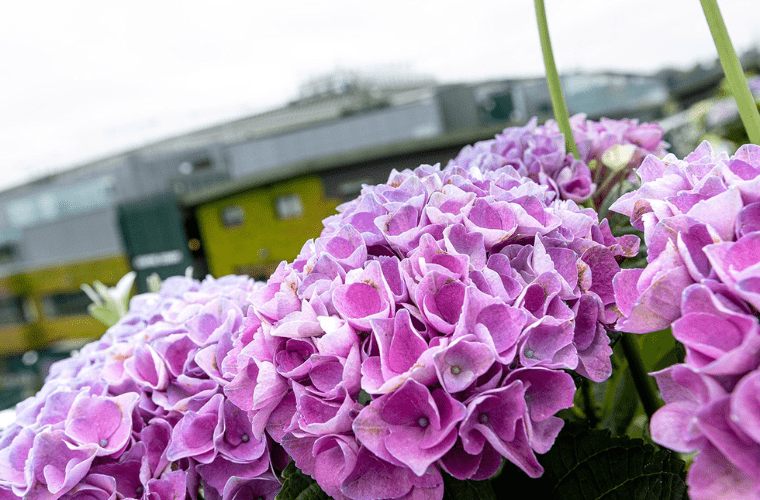 Hydrangeas at wimbledon