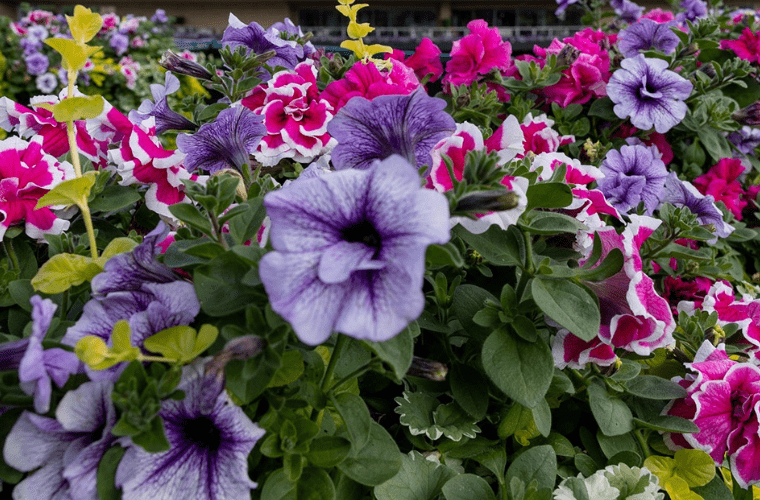 Petunias at wimbledon