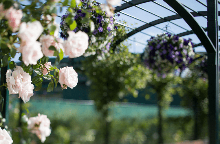 Roses at wimbledon