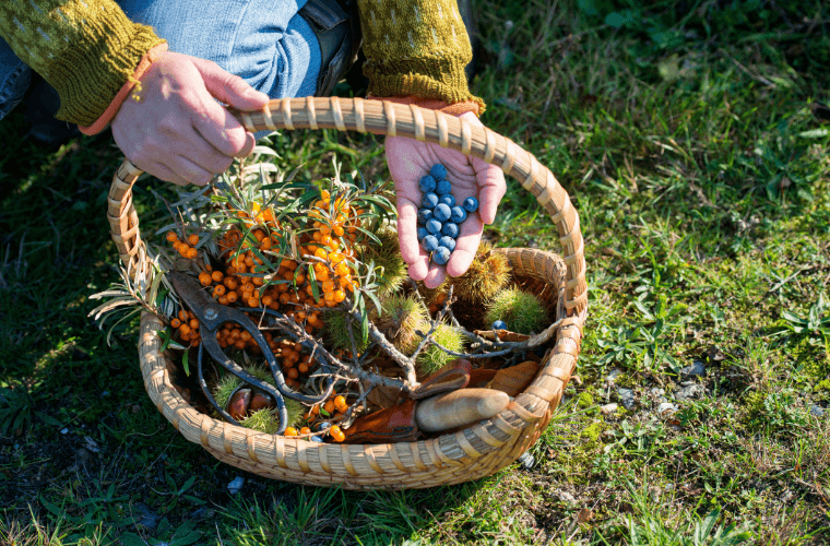 A basket full of foraged items