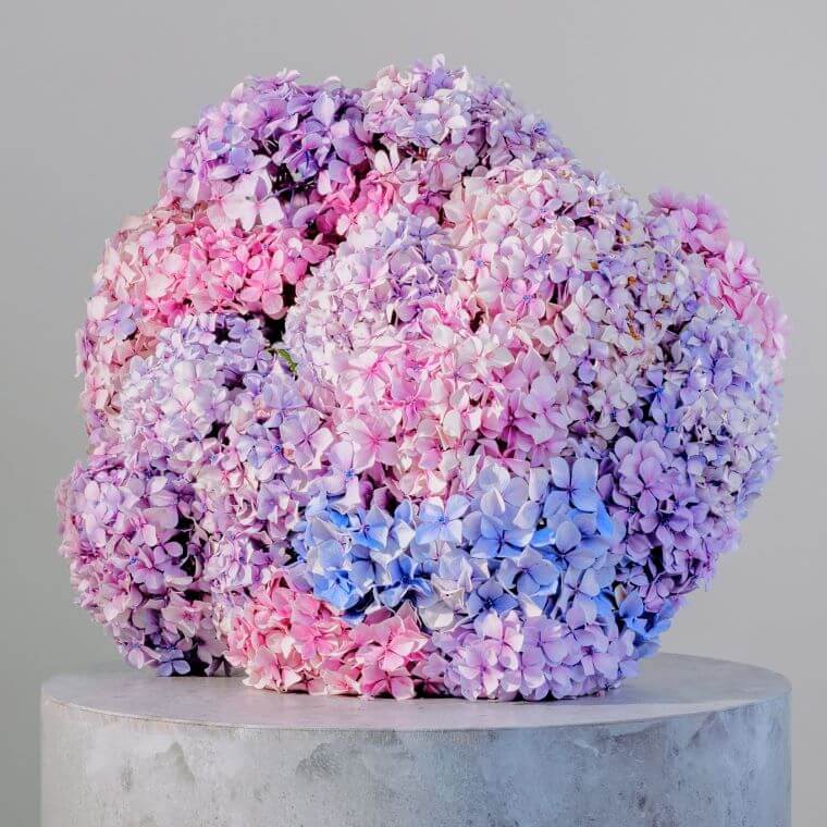 A cluster of hydrangeas in blue, pink and purple